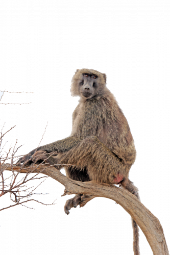 baboon transparent png